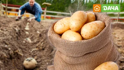 Борьба с проволочником на картофеле помимо инсектицидов