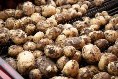 Средство для защиты картофеля \"Землин\", от проволочника и капустной мухи,  100 г купить по цене 159 ₽ в интернет-магазине KazanExpress