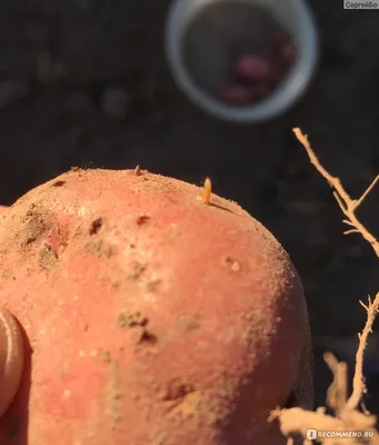 Осенью раскидайте порошок на почве для картофеля: проволочника в новом  сезоне не увидите | 26.09.2023 | NVL