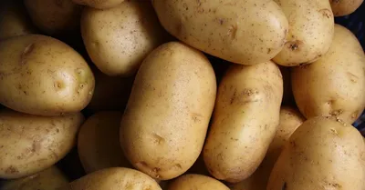 Чтобы избавится от проволочника,многие добавляют при посадке картофеля  золу,но забывают о его главном источнике питания | Дом в Лесу | Дзен
