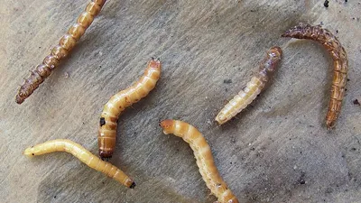 Как избавиться от проволочника в картошке – почему он появляется, как  выглядит и чем отпугнуть червя, поедающего клубни | Курьер.Среда | Дзен