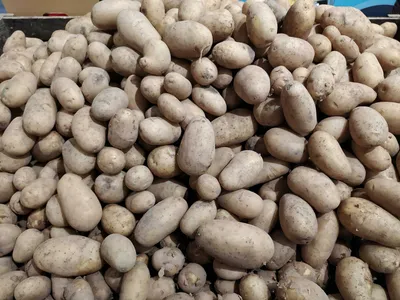 Вредители картофеля и защита биопрепаратами