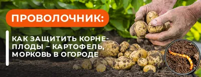 Картошка останется целой и невредимой - как навсегда избавиться от  проволочника на огороде — УНИАН