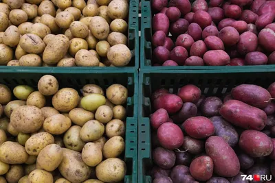 Избавьтесь от проволочника на картофеле: простые средства помогут победить  вредителя