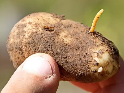 Проволочник картофеля - места обитания, способы борьбы