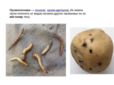 Препарат защиты картофеля от проволочника Avgust Провотокс, 120 г - купить  в Москве, цены на Мегамаркет