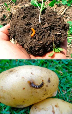 Как избавиться от проволочника навсегда. Чем обработать картофель от  проволочника и жука-щелкуна | Урожайный сад и огород | Дзен