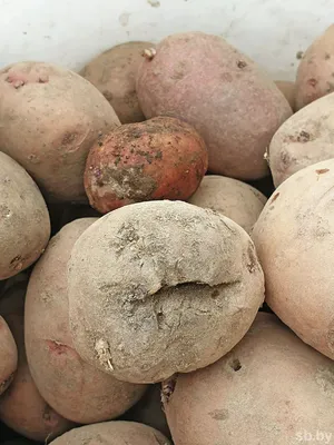 Проволочники на картофеле: описание, симптомы и методы борьбы с вредителем|  | Bayer Crop Science Беларусь