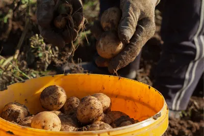 В октябре раскидайте 2 горстки на картофельной делянке: проволочник  исчезнет на целый год | 23.09.2023 | NVL