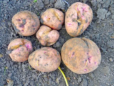 Какие вредители позарились на урожай картофеля?