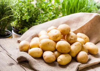 Чтобы избавится от проволочника,многие добавляют при посадке картофеля  золу,но забывают о его главном источнике питания | Дом в Лесу | Дзен