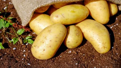 Что полезного в картофеле и как интересно его приготовить