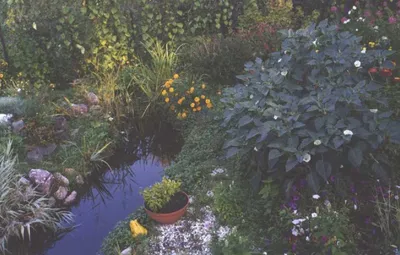 Небольшой пруд в саду стоковое фото. изображение насчитывающей буш -  202540778