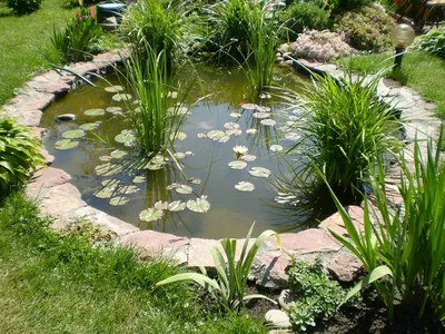 Садовый пруд, в котором можно купаться в разделе Участок на официальном  сайте «Переделка ТВ»