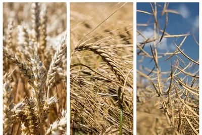 Пшеница и ячмень фото фотографии