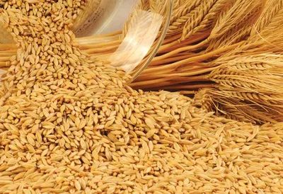 Зерно (пшеница, ячмень): 5 грн. - Сад / огород Кривой Рог на Olx