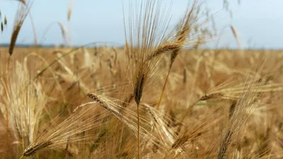 ячмень, пшеница, гречиха, овсы Стоковое Изображение - изображение  насчитывающей взорвать, органическо: 64884709