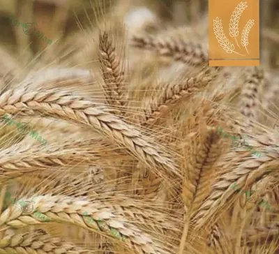 Новые сорта ячменя и пшеницы для засушливых регионов создали ученые из  Кызылорды - 18.03.2023, Sputnik Казахстан