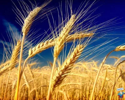 Пшеница+ячмень (суржа) купить на Зозу.ру