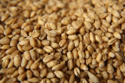 Пшеница Поле Ячмень - Бесплатное фото на Pixabay - Pixabay