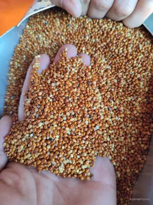 Куплю пшеницу ячмень: 18 KGS ᐈ Корма для с/х животных | Александровка |  43165569 ➤ lalafo.kg
