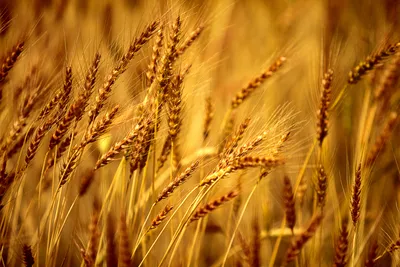 Пшеницу из России под видом ячменя пытались провезти в Костанайскую область