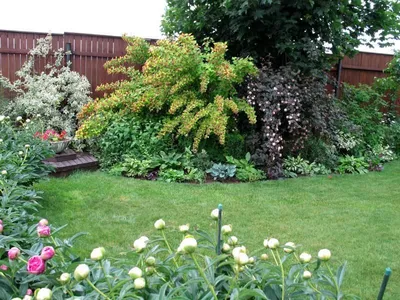 Пузыреплодник в ландшафтном дизайне сада: фото, сочетания, композиции | Сады  на открытом воздухе, Дизайн сада, Планы садового дизайна