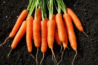 Ранние сорта моркови фото фотографии