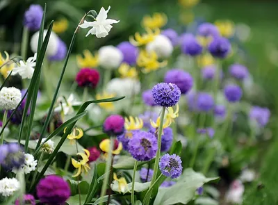 10 самых ранних цветов для вашего сада | Цветы, Весенние цветы, Затененный  сад