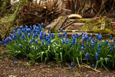Цветущий Snowdrops. Первые весенние цветы в саду ранее. Стоковое  Изображение - изображение насчитывающей падение, утро: 214120595