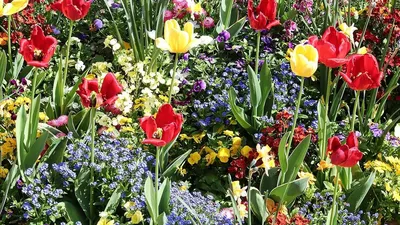 Секреты “первоцветов”, или гид по весенним цветам | Блог интернет-магазина  Подворье
