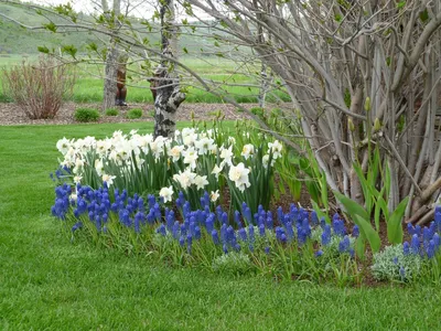 Первые весенние цветы в саду: даже фото поднимает настроение | САД+ДЕТИ |  нейросети | Дзен