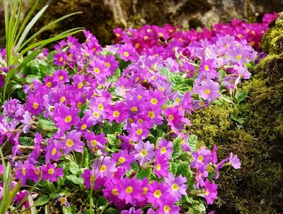 В Ботаническом саду Сургута появились первые цветы — май 2022, субботники в  ботаническом саду Сургута - 5 мая 2022 - 86.ru