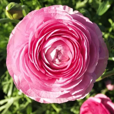 Отзыв о Ранункулюс \"АВИВ ПИНК\" пионовидный (лютик махровый) Розовый | Очень  красивые цветы