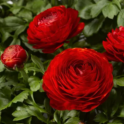 Ранункулюс (лютик) – посадка и уход в открытом грунте | Цветы во дворе,  Вьющиеся розы, Небольшие цветники