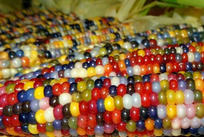 Разноцветная кукуруза фото фотографии