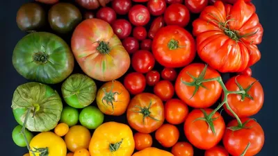 Разноцветные помидоры фото фотографии