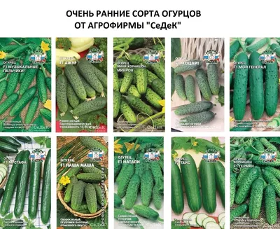 Разновидности огурцов фото фото
