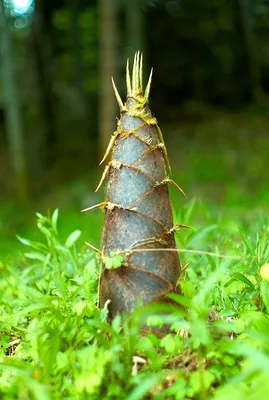 Ростки бамбука, полосками Aroy-D