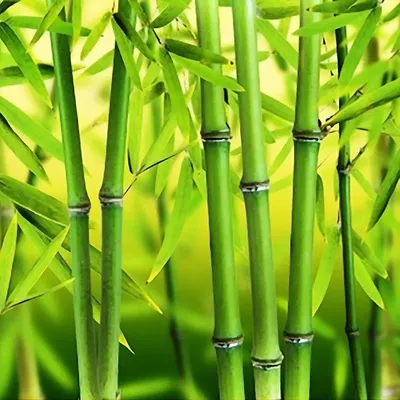 Ростки бамбука (половинки) \"AROY-D\", 2950 гр Таиланд купить по цене 849  руб. в Москве в интернет-магазине \"ЕдАзии\"