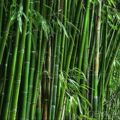 Китайская еда жаркое побеги бамбука побеги бамбука измельченное просо  пикантная фотокарта с фотографиями Фон И картинка для бесплатной загрузки -  Pngtree