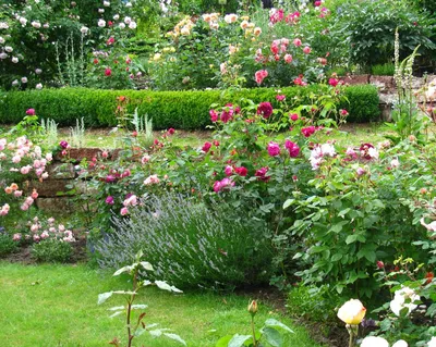 Розарий в саду фото фотографии