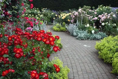 Обустройство розария - поэтапные советы профессиональных садоводов