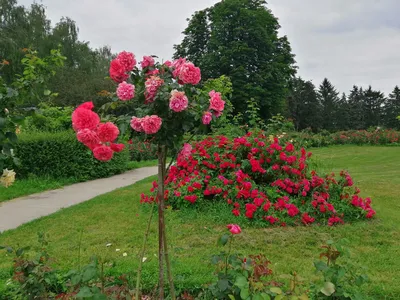 Ботанический сад в Киеве пригласил на открытие розария | Комментарии.Киев