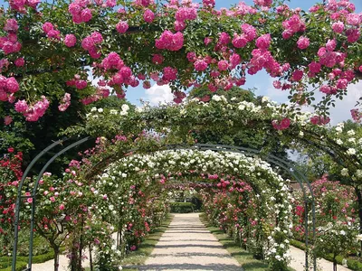 6 видео, как организовать розарий в своем саду | Садовые розы, Сад, Цветение
