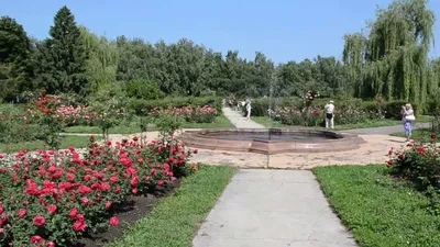 В Крыму откроется самый большой розарий в мире -