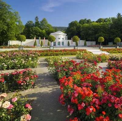 Розарий Киевского ботанического сада - YouTube