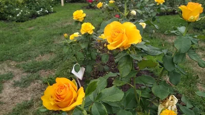розарий. избранные сорта изысканных роз для парков сады Стоковое Фото -  изображение насчитывающей листья, флорист: 223928236