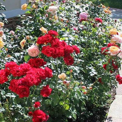 В Ботаническом саду рассказали, как спасали от жары розарий | Новости  Йошкар-Олы и РМЭ
