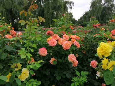Киевский ботанический сад, розарий